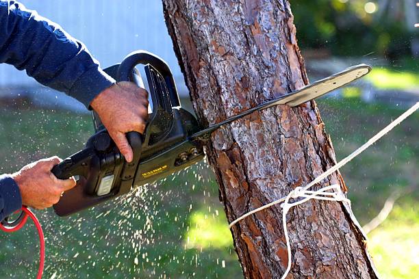 Tree and Shrub Care in Reading, OH